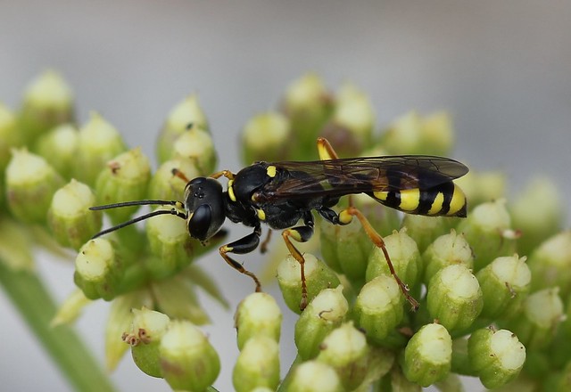 Field Digger Wasp (Mellinus arvensis)
