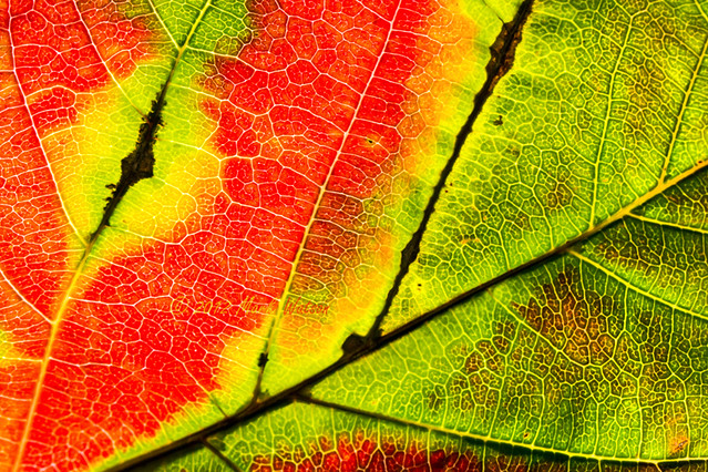 Vivid Fall Leaf 2