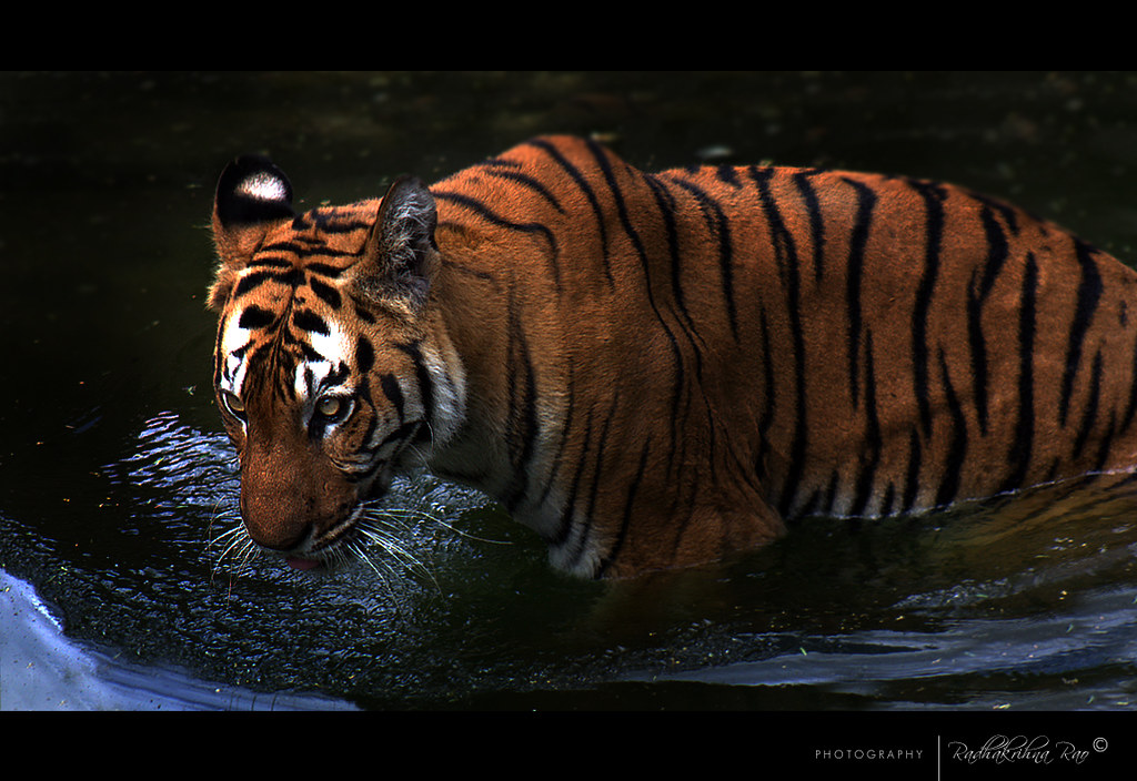 Q U E E N | Shot taken at Chidiya Ghar, New Delhi see at lar… | Flickr