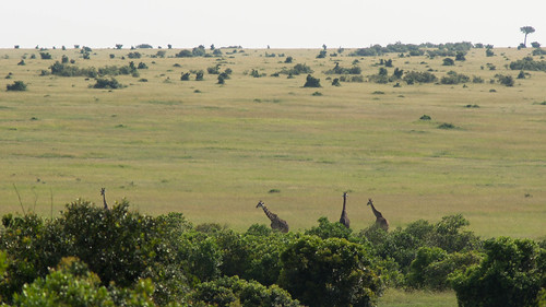 africa grass long kill kenya sony pride lodge safari vultures valley smell mara a380 lions elephants tamron maasai 100400mm hyenas riftvalley maasaimara rift longgrass sarova talek a580