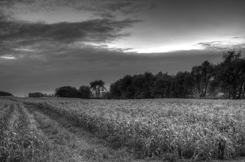 field evening corn purplecow