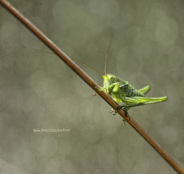 Green bug....