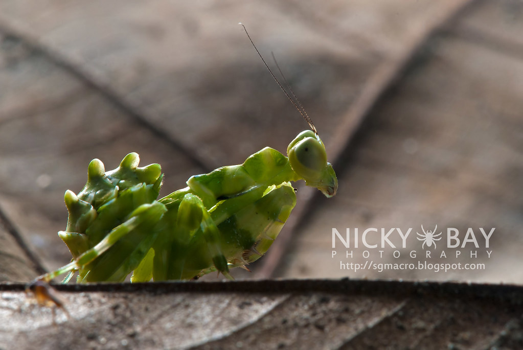 Banded Flower Mantis (Theopropus elegans) - DSC_3539 | Flickr