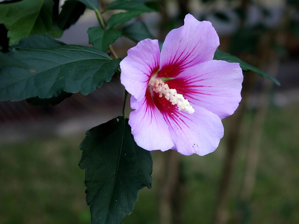 Hibiscus syriacus | Hibiscus syriacus L. MALVACEAE Local: Br… | Flickr