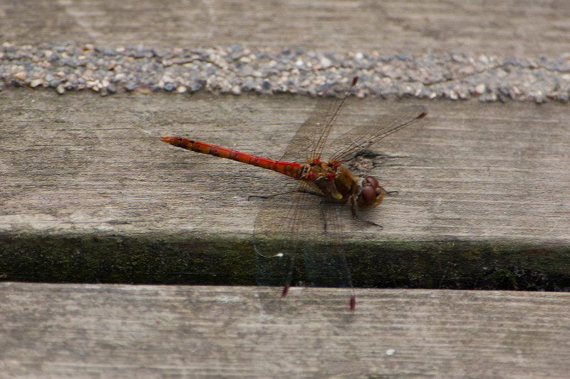 One common darter returns
