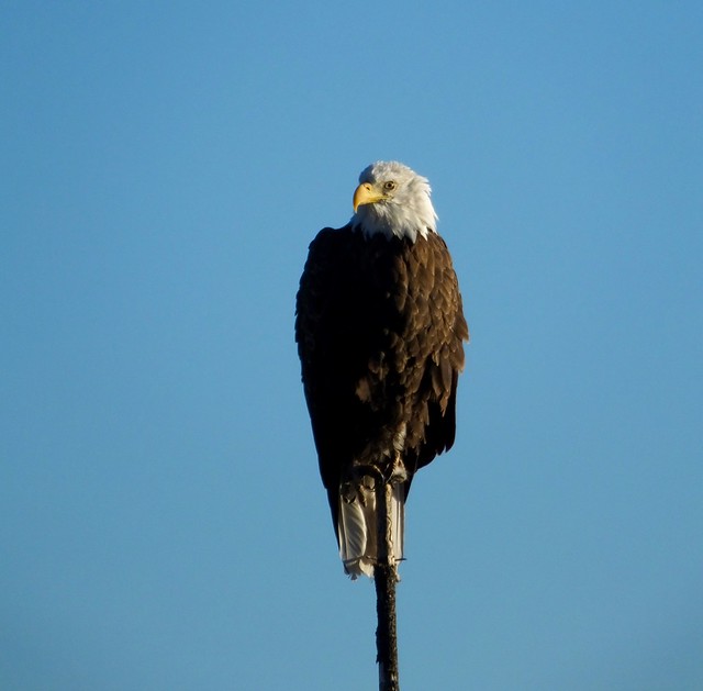 Bald Eagle @ Klamath Marsh National Wildlife Refuge