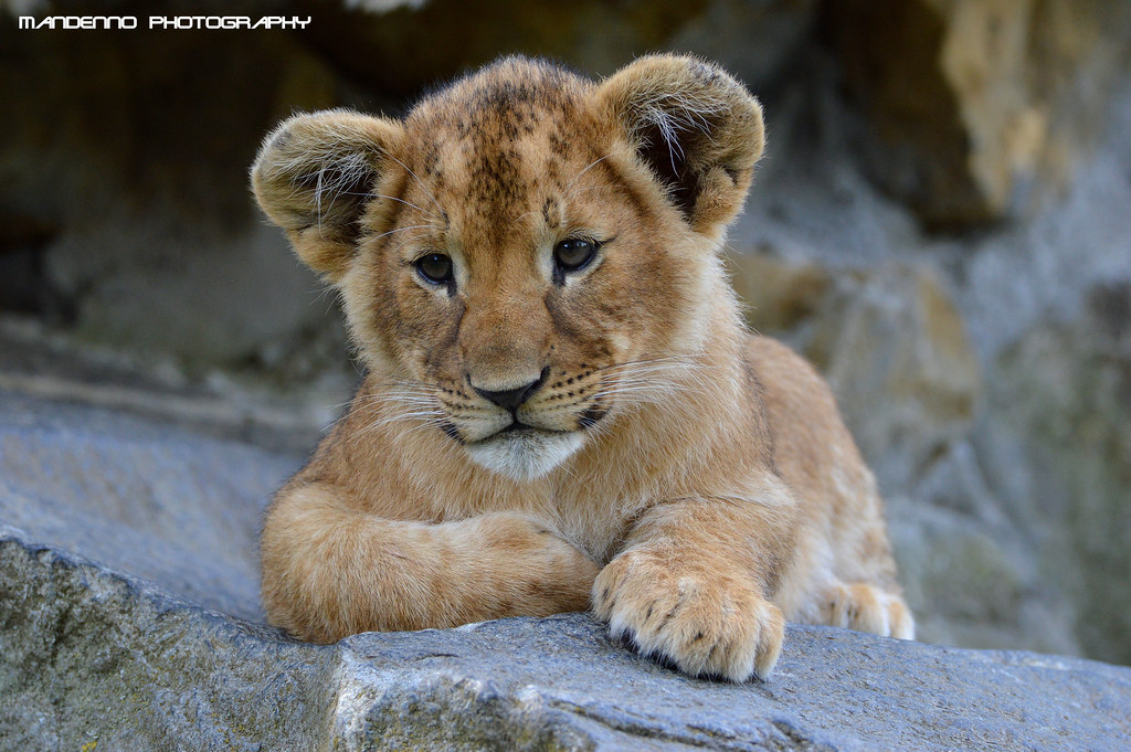 African lion cub - Olmense Zoo