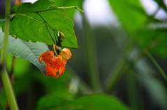 Orange Moncton Flower