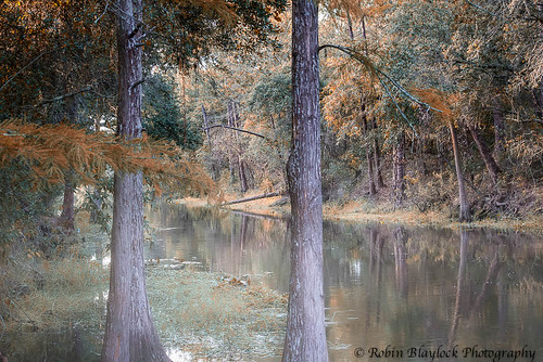 trees nature water creek indiansummer stcloudflorida sigma50150mmf28 hickorytreerd nikcolorefexpro4