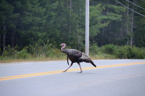 Wild turkey | by kanannie