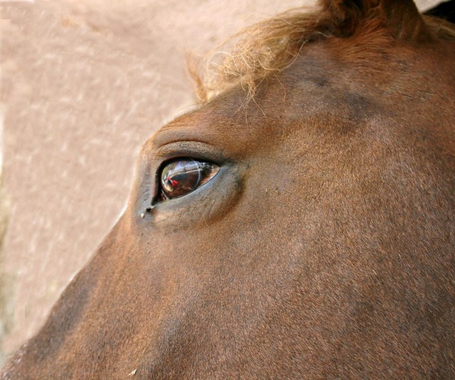 Horse`s Eye