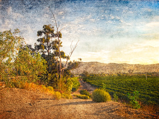 Orchard Off Telegraph Road • Fillmore, CA 2012