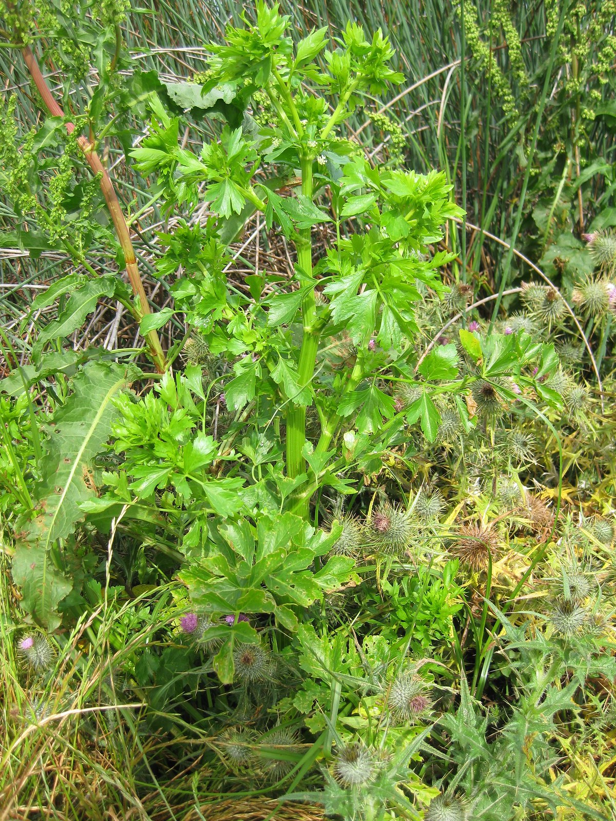 wild celery (Apium graveolens)