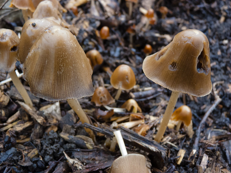 Mushrooms growing on a garden path