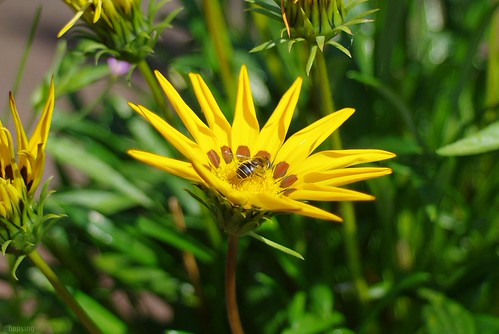 IMGP6015_crop | by hopsing_foto