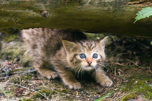 most expensive cat 13 million