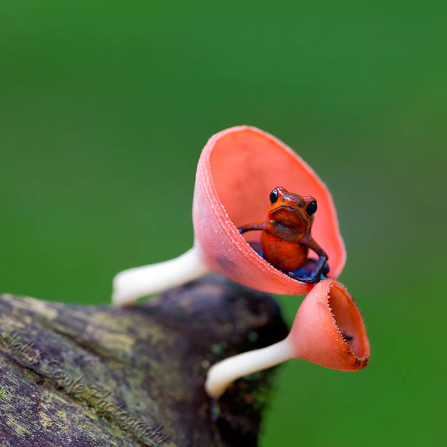 Blue Jeans Poison Dart Frog