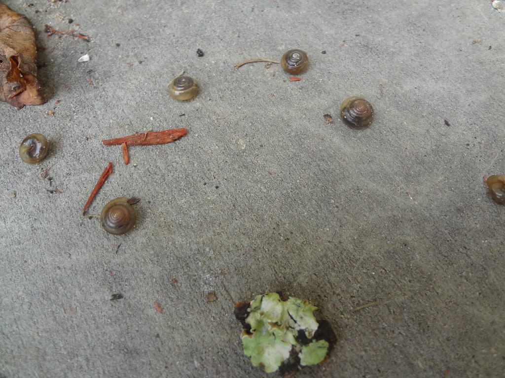 Snails on Sidewalk | Ever see snails on your sidewalks or dr… | Flickr