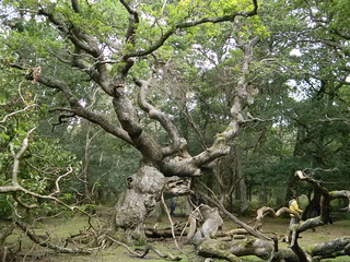 Twisted tree Brockenhurst Circular