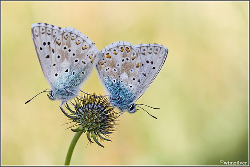 france macro butterfly jura 7d frankrijk vlinder chalkhillblue macrofotografie hoekzoeker wimzilver bleekblauwtje canon100mmf28lismacro facebookachtergrond