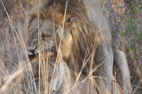 africa southafrica lion safari mating sabi mate africanlion sabisand inyati inyatiprivategamereserve