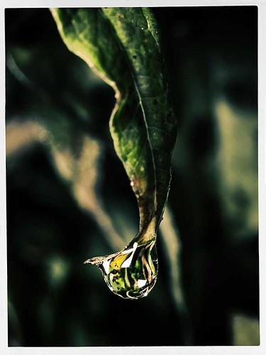 Dew Drop | dazzi-b | Flickr