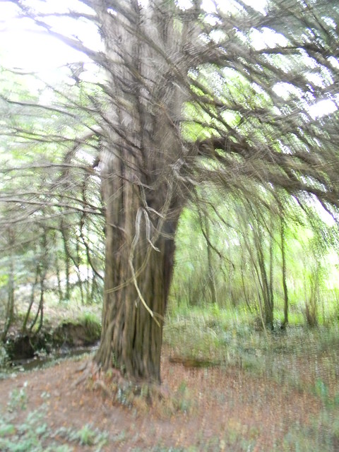 Large yew Eridge to Forest Row