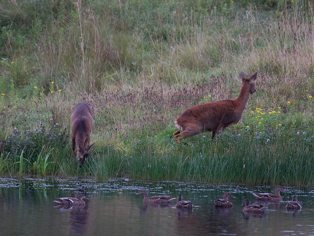 Roe deer-scent marking