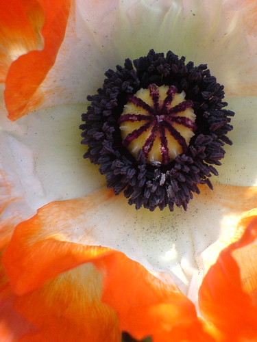 poppy flower | ZosiaLM | Flickr