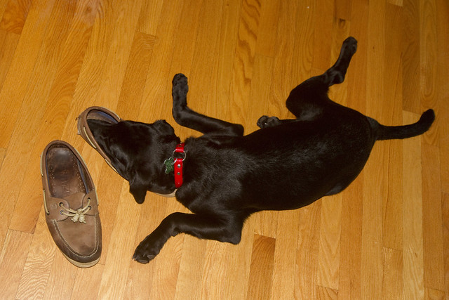 Roxy Asleep in my Shoe