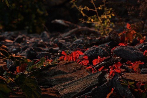 Evening Creeper | On the rocks, Maine. | smilla4 | Flickr
