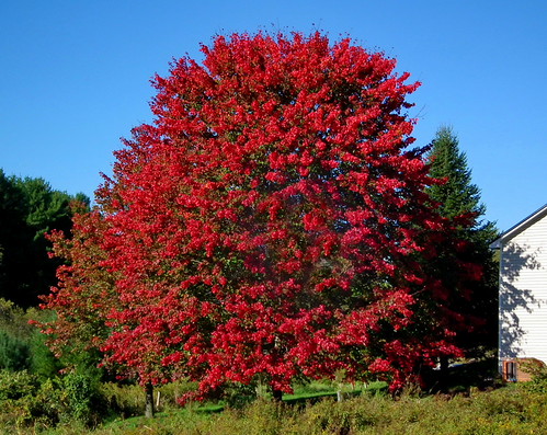 It's a Beautiful Tree in the Neighborhood | by vtpeacenik