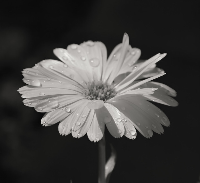 Macro Monday-flowers in black and white
