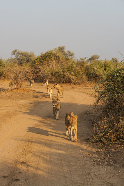 Zambia_LionCamp_124_lion