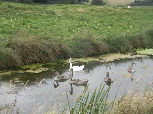 Swans on the Military Canal Hastings to Rye