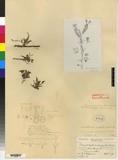 Microtatorchis compacta (Taeniophyllum compactum, XT) AMES… | Flickr