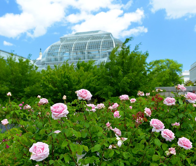 Pink Roses at U.S. Botanic Gardens