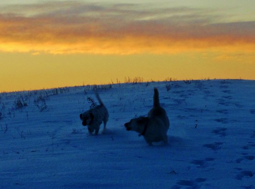 sunset dog dogs dusk