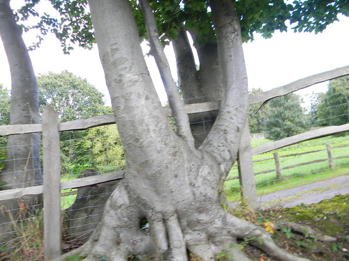 Big tree neer Fernhurst Haslemere Circular