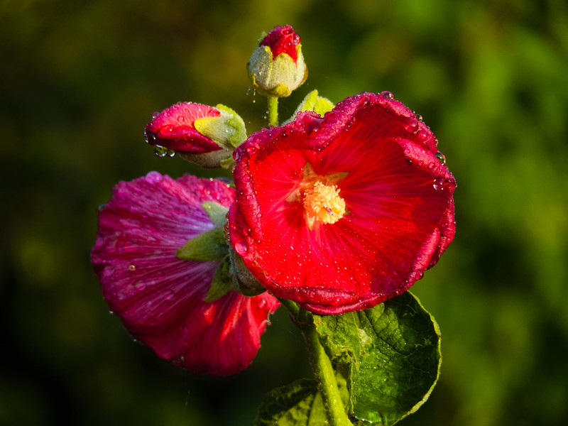 Hollyhocks after rain