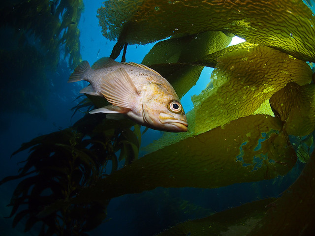 Kelp Rockfish in the Kelp