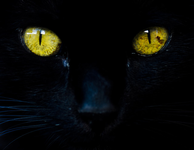 Black cat eyes