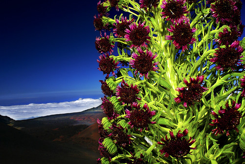 life sky mountain plant color nature landscape volcano hawaii maui haleakala endemic