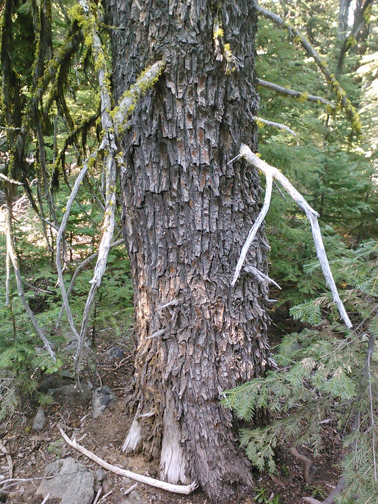 Goosenest Trail