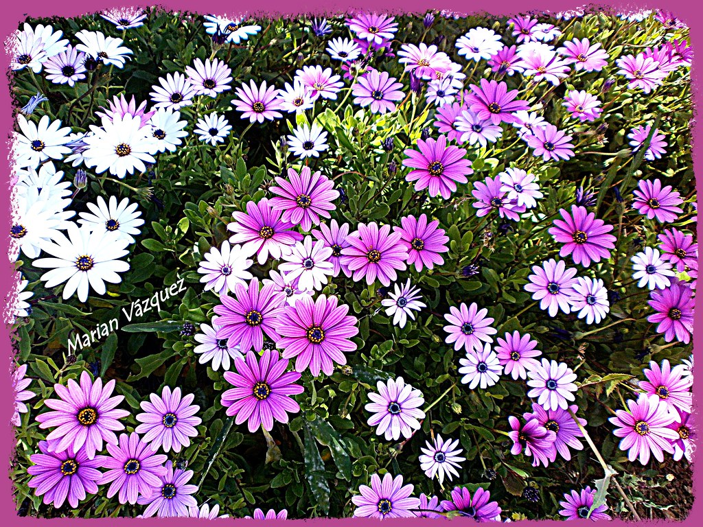 Flores del campo | Bonitas y sencillas flores que se pueden … | Flickr