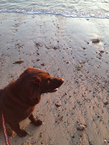beach sunrise blackdog