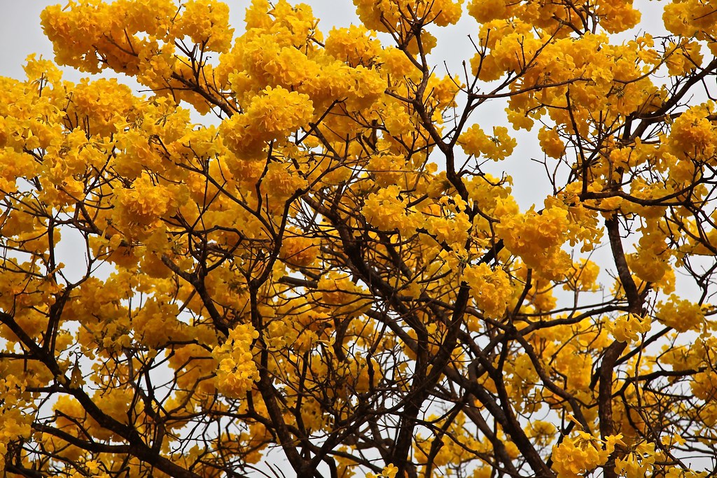 Flores do Ipê-amarelo, Brasília | = = = = = = = = = = = = = … | Flickr