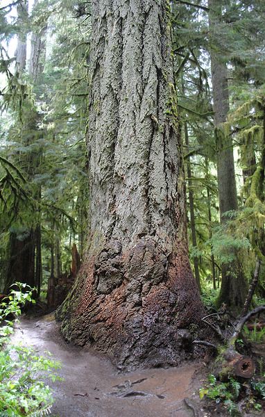 Cathedral Grove, MacMillan Provincial Park - Vancouver Island, British Columbia, Canada.
