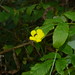 Flickr photo 'Ranunculus acris' by: dhobern.