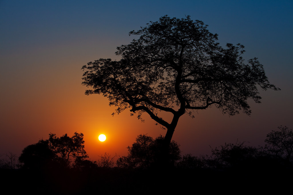 Image: Image: Sunset on the African Savannah